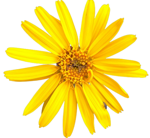 Arnica Montana